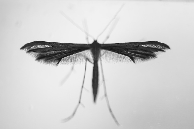 plume-moth-elmat60-g-40d-05836.jpg