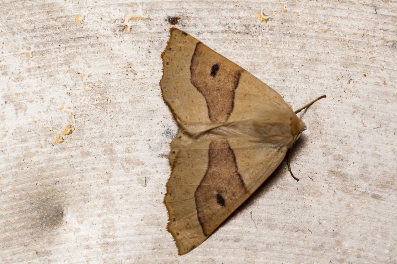 Scalloped Oak (Crocallis elinguaria) moth