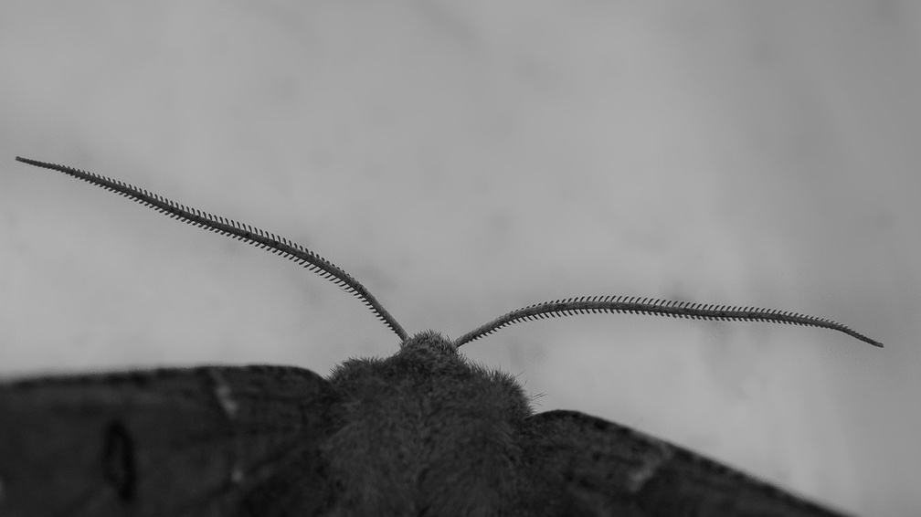 Moth Antennae