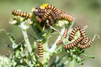 Cinnabar Moth Caterpillars