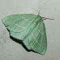 Small Emerald Moth