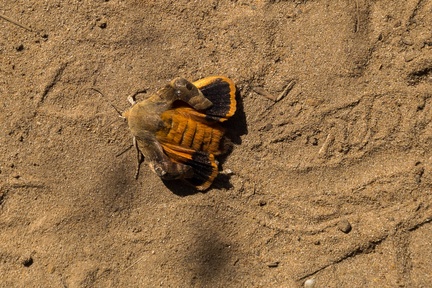 Broad-bordered Yellow Underwing Moth