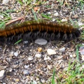 Fox Moth Caterpillar