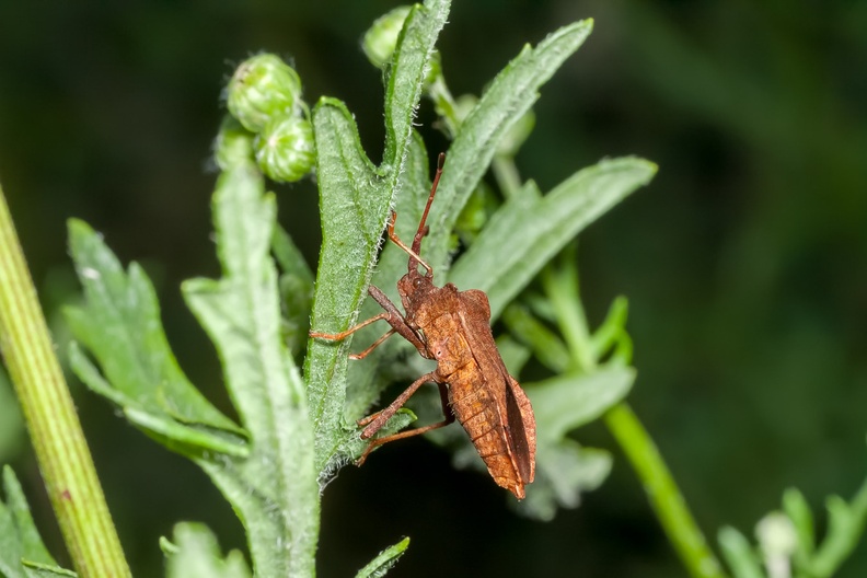 Dock Leaf Bug