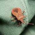 Dock Leaf Bug