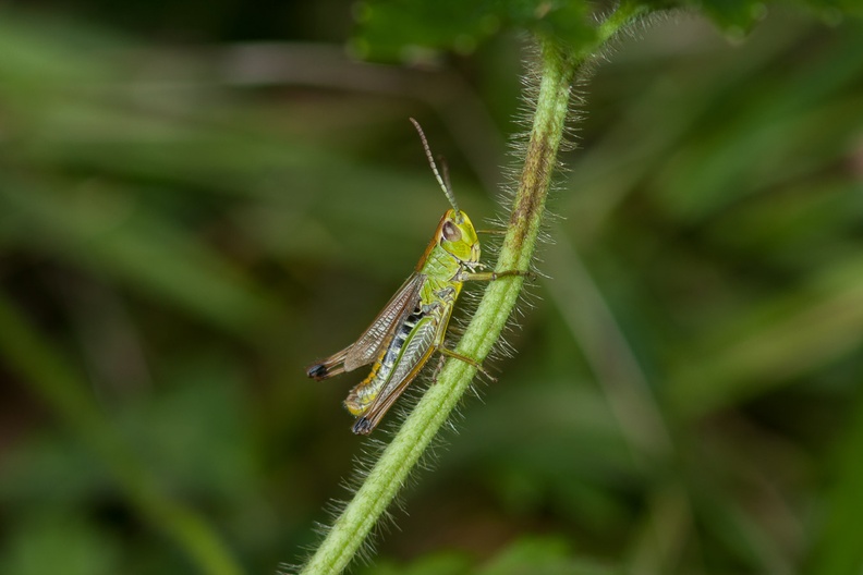 grasshopper-sp90x2-g-40d-06014.jpg