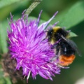 Red-tailed Bumblebee on Knapweed Flower