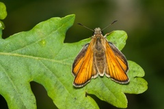 Small Skipper Female Butterfly