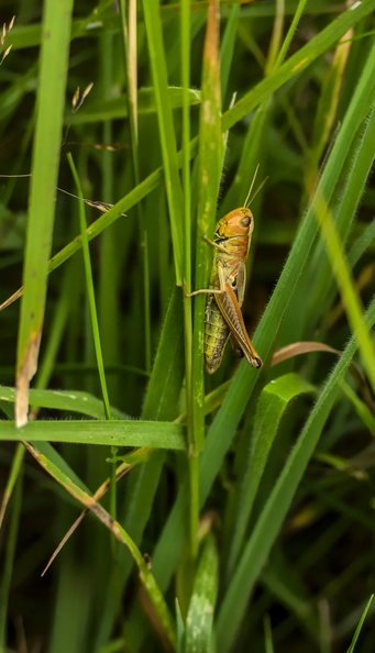 grasshopper-sp60-300-g-6d4506.jpg