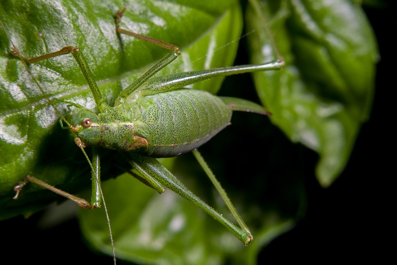 speckled-bush-cricket-rev-pentax50mm-g-5786.jpg