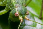 Speckled Bush Cricket Head