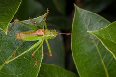 Speckled Bush-cricket Male