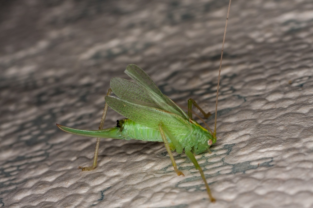Oak Bush-cricket Female