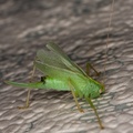 Oak Bush-cricket Female