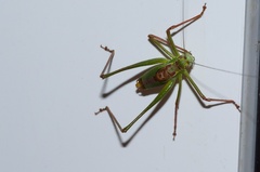 Speckled bush cricket - Leptophyes punctatissima