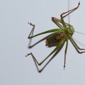 Speckled bush cricket - Leptophyes punctatissima