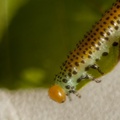 Large Rose Sawfly Caterpillar