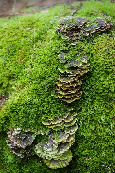fungi-moss-elmarit60-g-pk1-15581.jpg