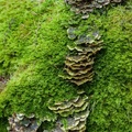 Bracket Fungus and Moss
