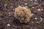 Wood Cauliflower Fungus