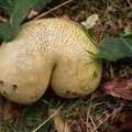 Mushroom Butt