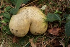 Mushroom Butt