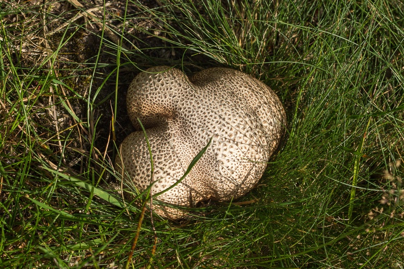 Common Earthball Fungi
