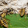 Common Wasps