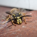 Common Wasp Queen