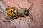 Queen Wasp