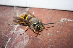 Queen Common Wasp