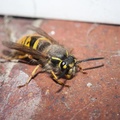 Queen Common Wasp