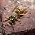 Common Wasp Queen