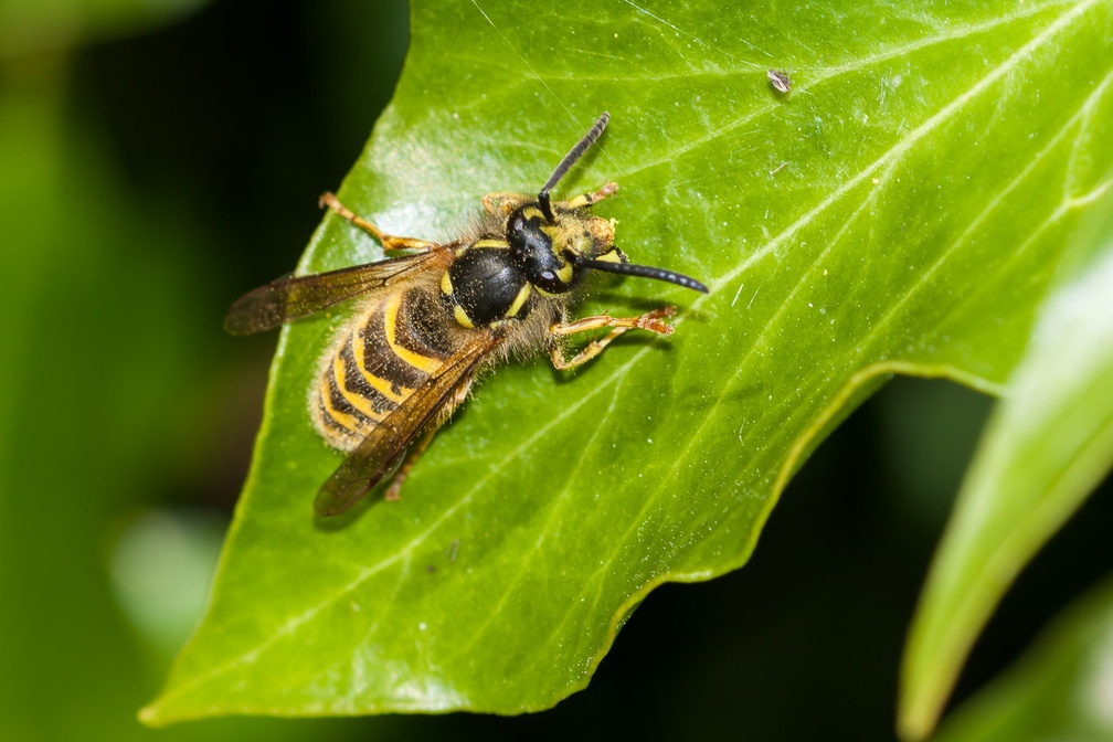 Wasp on Ivy Leaf