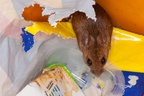 Wood Mouse in Waste Bin