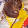 Long-tailed Field Mouse Grooming