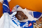 Wood Mouse in Waste Bin
