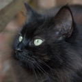 Black Cat Portrait