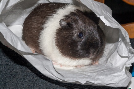 Guinea Pig in Paper Bag