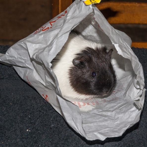 Guinea Pig in Paper Bag