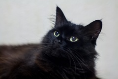 Wide Eyed Black Cat