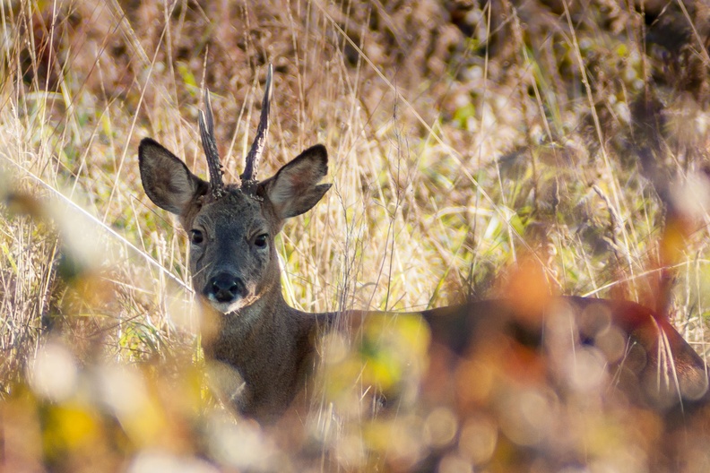 Roe Deer Buck