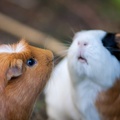 Guinea Pig Confrontation