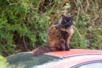 Cat on car roof