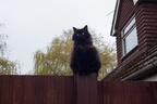 Black Cat on a Fence