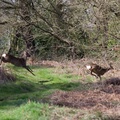 Roe Deer Sprint