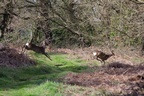 Roe Deer Sprint