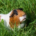 Guinea Pig in Grass