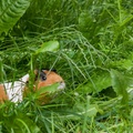 Guinea Pig in long grass