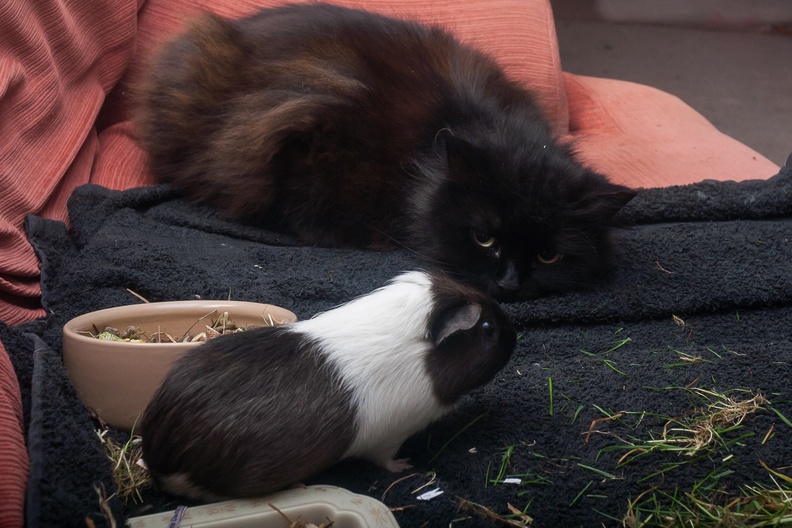 Cat and Guinea Pig